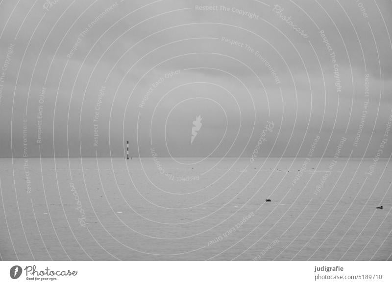 A lot of gray on the Jade Bay North Sea North Sea coast Jadebusen corner horns eckwarden Water Sky Ocean Landscape Nature Rear light Horizon Gray