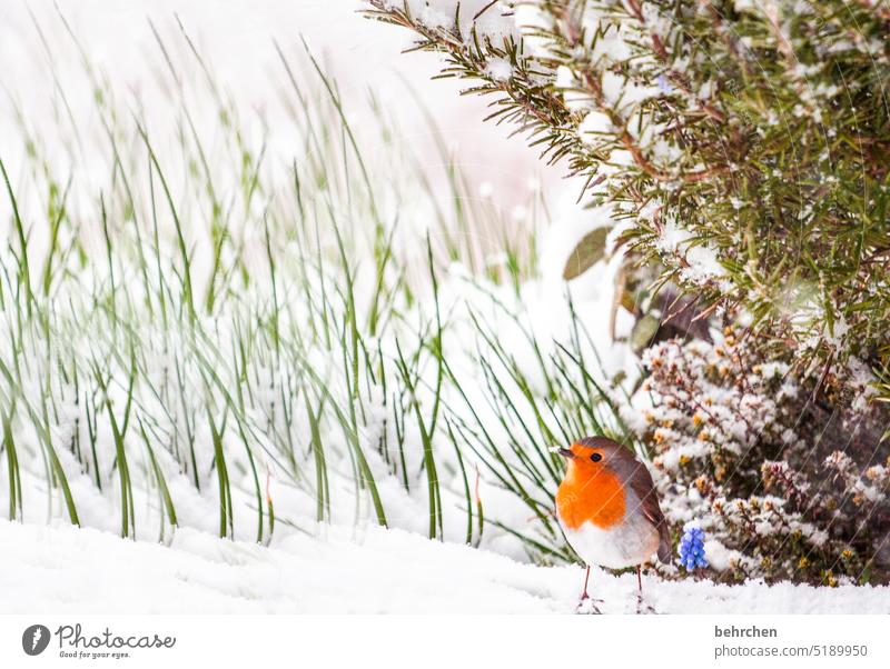 a last breeze of winter Ornithology Robin redbreast Environment birds Cute pretty Seasons Winter Garden Love of animals Exterior shot Bird Animal Colour photo