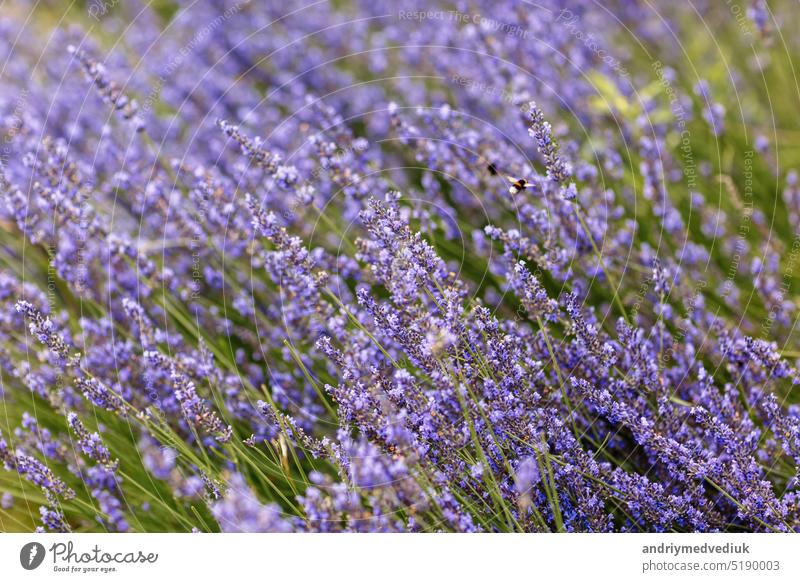 A closeup shot of a Bumblebee on a purple lavender flower with a blurred background. Bombus Terrestris, The Buff-Tailed Bumblebee or Large Earth Bumblebee, Collecting Pollen On Lavandula Angustifolia