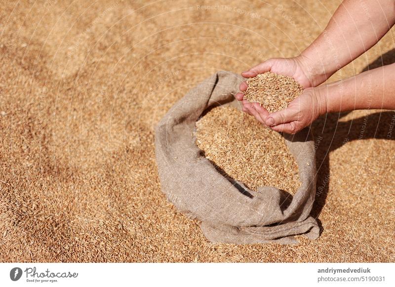 Wheat grains in a hand after good harvest of successful farmer. Hands of farmer puring and sifting wheat grains in a jute sack. agriculture concept. Business man checks the quality of wheat.