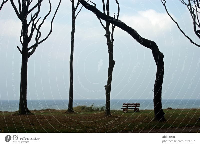 A little crooked Environment Nature Landscape Plant Sky Autumn Tree Forest Coast Baltic Sea Ocean Dark Bright Cold Natural Bench Colour photo Subdued colour