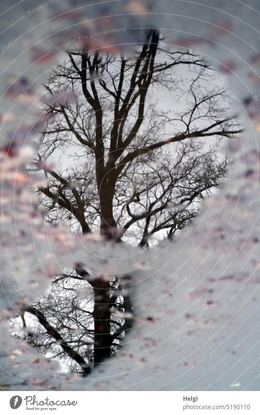 surreal - a bare tree reflected in a puddle Tree branches Puddle Winter Bleak Gloomy Asphalt Reflection reflection Wet Water Exterior shot Rain Weather Deserted