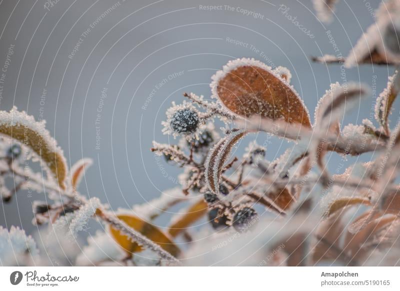 Leaves and berries frozen in ice winter / spring Snow Winter Cold Frost Ice Hoar frost Freeze Leaf Close-up Macro (Extreme close-up) Plant Ice crystal Nature