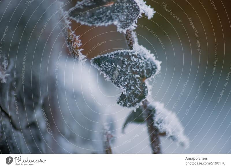 Ivy frozen in ice winter / spring Snow Winter Cold Frost Ice Hoar frost Freeze Leaf Close-up Macro (Extreme close-up) Plant Ice crystal Nature Frozen