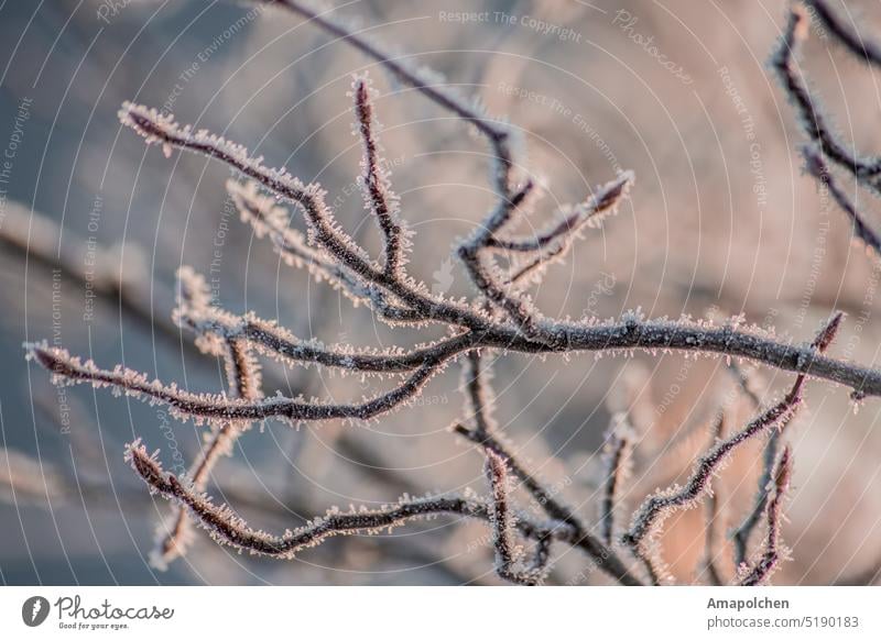 Branches and twigs frozen in ice winter / spring Snow Winter Cold Frost Ice Hoar frost Freeze Leaf Close-up Macro (Extreme close-up) Plant Ice crystal Nature