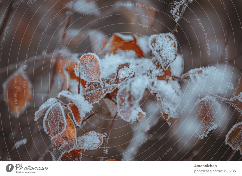 Leaves and berries frozen in ice winter / spring Snow Winter Cold Frost Ice Hoar frost Freeze Leaf Close-up Macro (Extreme close-up) Plant Ice crystal Nature