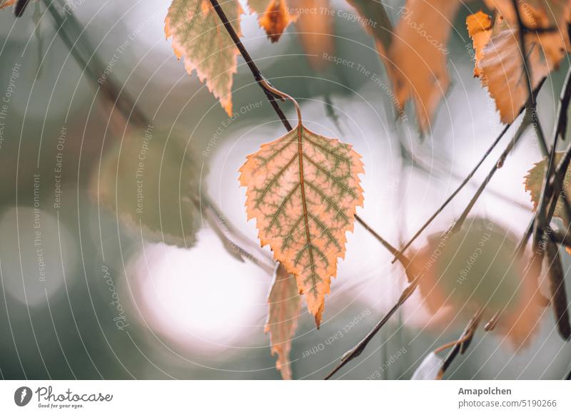 Autumn leaves yellow Autumnal Autumnal colours Early fall autumn mood autumn colours Seasons foliage Nature Yellow Autumn Season Autumnal weather To fall Leaf