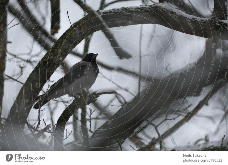 crow in eye shaped frame corvus raven birds black bird snowfall winter branches Bird Black Animal Beak Nature Tree Dark