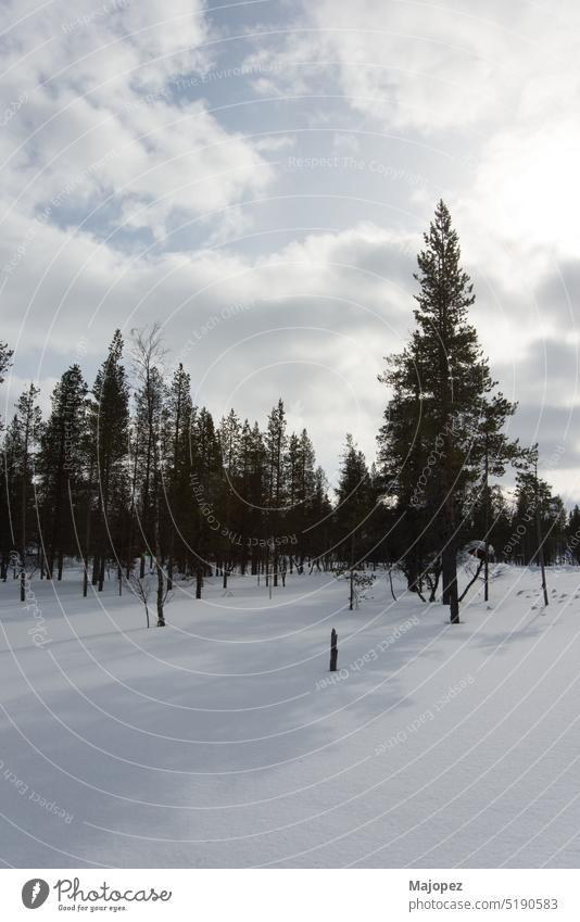 Winter landscape in Lapland. No people fir pine christmas background beautiful beauty in nature blue blue sky cloud cold copy space countryside day europe