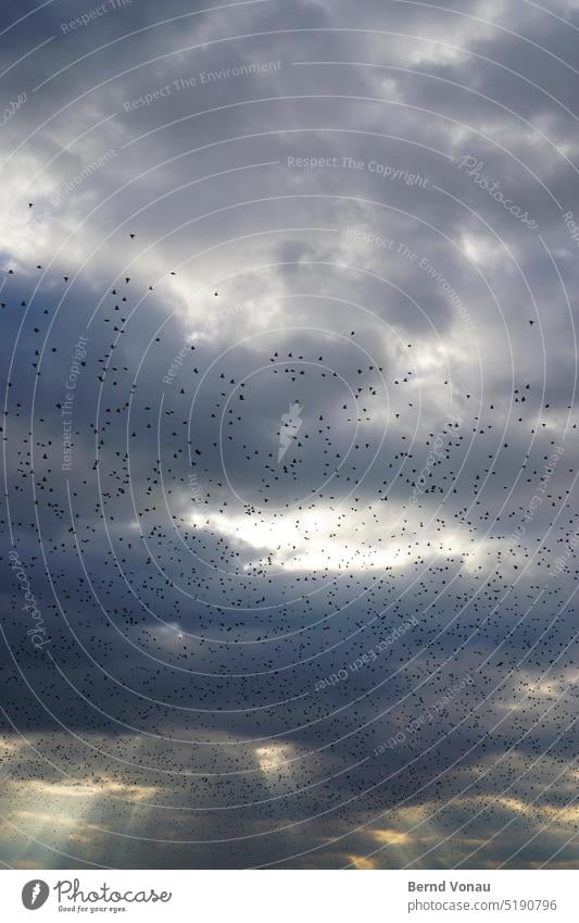 Flock of birds with sunbeams Group of animals Sky Sunbeam Dark Weather cloudy Dramatic drama Movement Autumn group Blue Yellow Gray Exterior shot