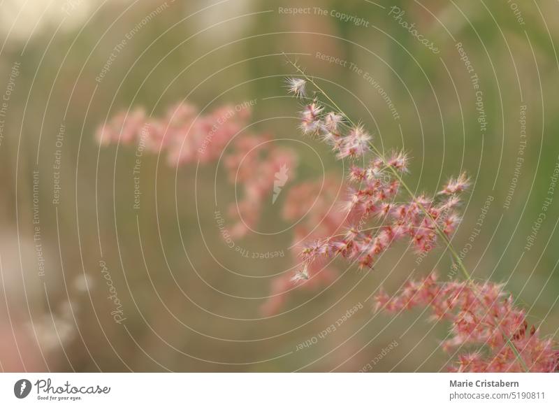 Beautiful pink flower of Melinis repens or Rose Natal Grass swaying in the morning breeze morning showing the candid moment of rural slow living and springtime