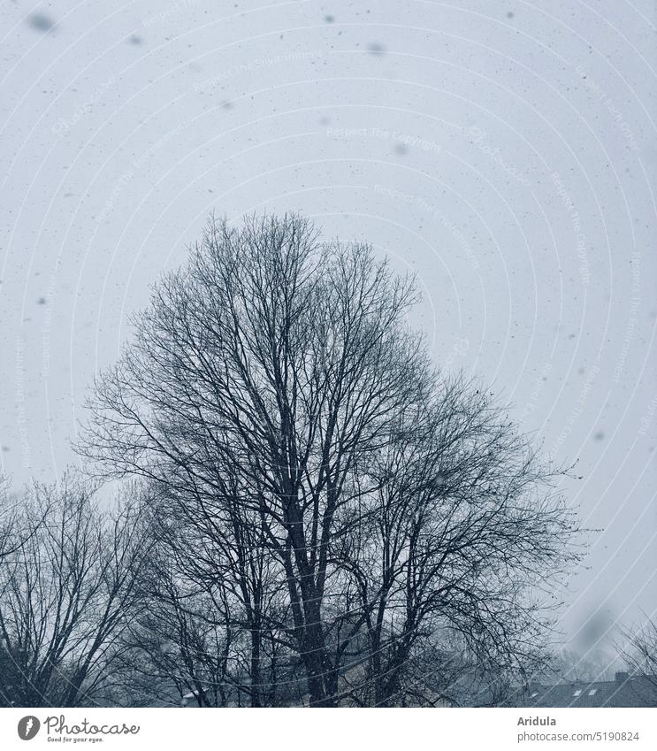 Trees and roofs with snowflakes in the dull morning Snow Weather soft hail Winter trees Cold Comfortless Gray Blue Wet Clouds Snowfall Exterior shot