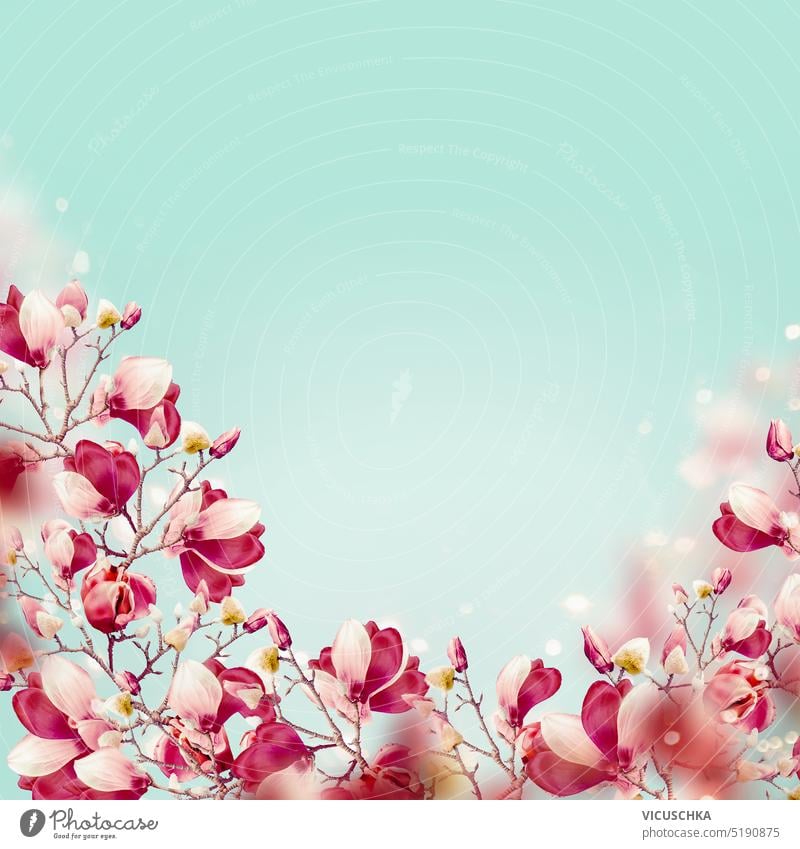 Pretty pink magnolia blooming branches at turquoise background. Springtime nature. Floral border pretty springtime nature floral border blossom tree delicate