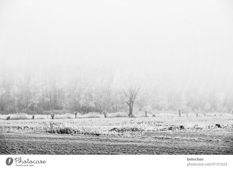 Relax Winter forest Winter mood Home country acre Agriculture Mysterious Winter walk Winter's day Fabulous Enchanted forest overcast Fog Deserted Hoar frost