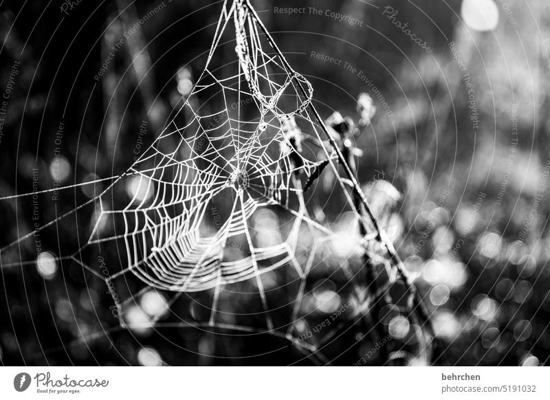 artistic Seasons Winter Autumn Forest Work of art spiderweb Dreamily Back-light Light Flower Twigs and branches Garden Meadow Sunlight Nature Spider's web