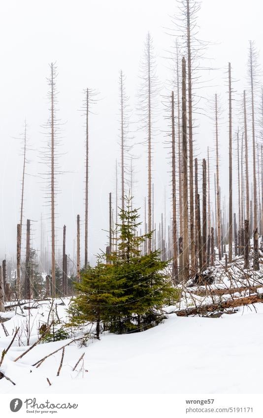 On the brink | our forest topic day on the tip saying Exterior shot Forest Forest walk dead Log Forest death Forestry Climate change Bark-beetle Environment