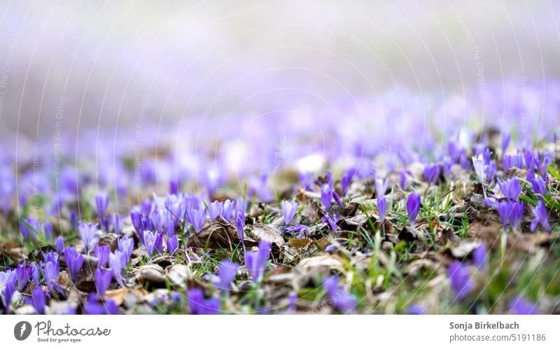 Spring awakening - purple crocuses on a forest meadow Crocus Violet Colour photo Blossom Glade Flower Nature Plant Exterior shot Garden Macro (Extreme close-up)