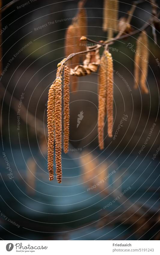 Alder catkin on river Alder catkins Alder Blossom shrub Detail inflorescence Plant Nature Close-up Shallow depth of field Exterior shot Spring Allergy Hay fever