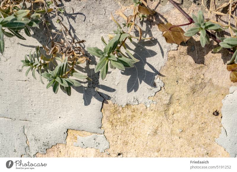 Green plant with shade on a crumbling wall Wall (barrier) creeper Facade masonry brittle Old Wall (building) Structures and shapes Exterior shot Building