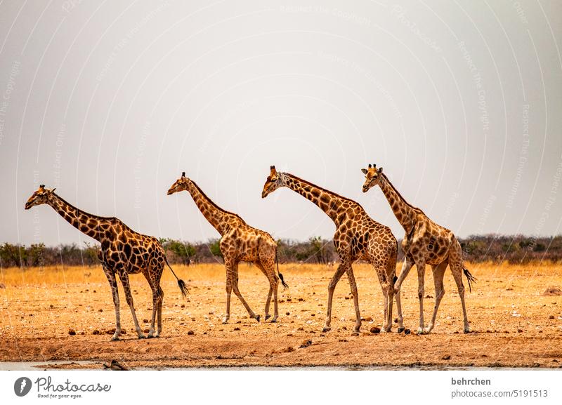 four wins observantly Deserted Tourism Trip Animal portrait Wilderness Wild animal Fantastic Love of animals Animal protection Giraffe Exceptional Safari