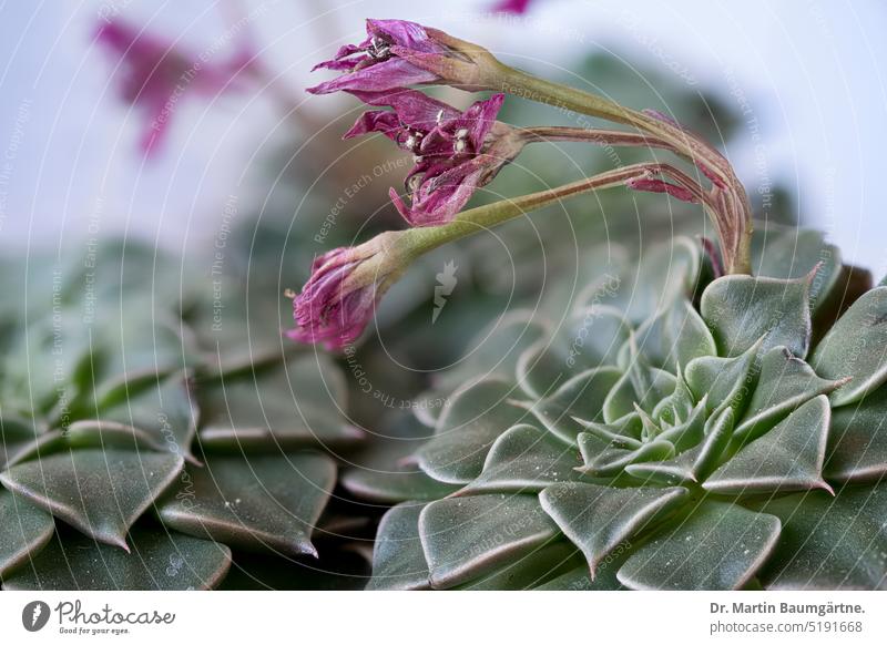 Graptopetalum bellum, Tacitus bellus, with wilted inflorescence at location in Mexico succulent Limp red-blooded Rosette rosettig shrub enduring Site survey