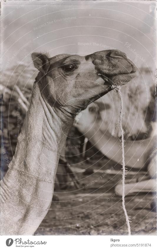 in the sky abstract background and camel animal muzzle nature head portrait travel brown blue desert dromedary hair mammal africa face outdoor wild arabian