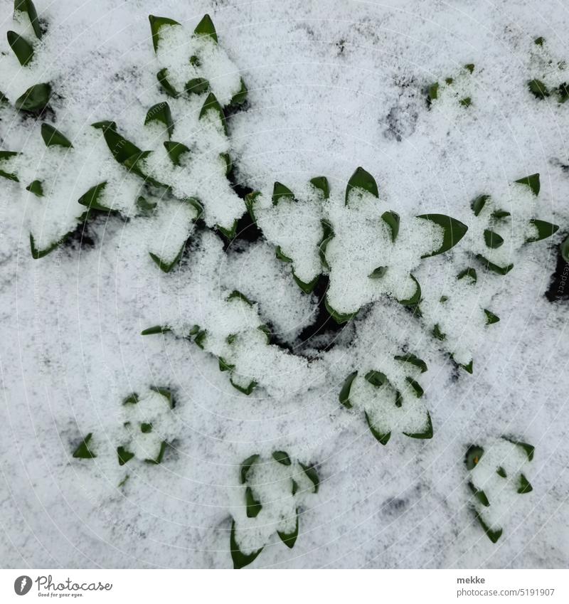 Spring slowed down Winter Flower Plant Nature Garden fragility Snow Virgin snow Covered among Spring flowering plant Green break through leaves Fresh spring