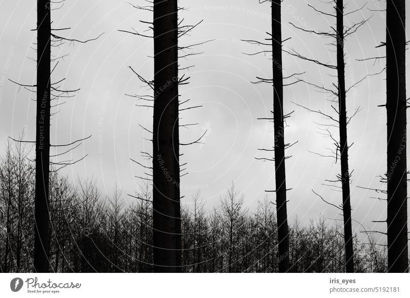 Bare tree trunks Black & white photo Forest trees Bleak somber Nature Deserted Exterior shot Tree Dark Tree trunk Contrast Winter Environment Gray Sky