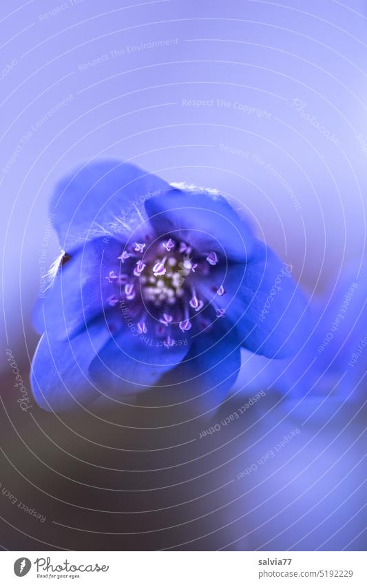 Dream of the blue flower Blossom Hepatica nobilis Flower Blue Delicate Plant Nature Macro (Extreme close-up) Exterior shot Blossoming Colour photo Spring