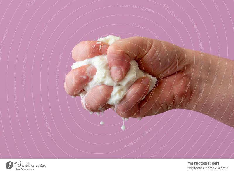 Squeezing mozzarella cheese in one hand, isolated on a purple background. appetizer ball bright bufala buffalo burrata calcium caprese close-up color concept