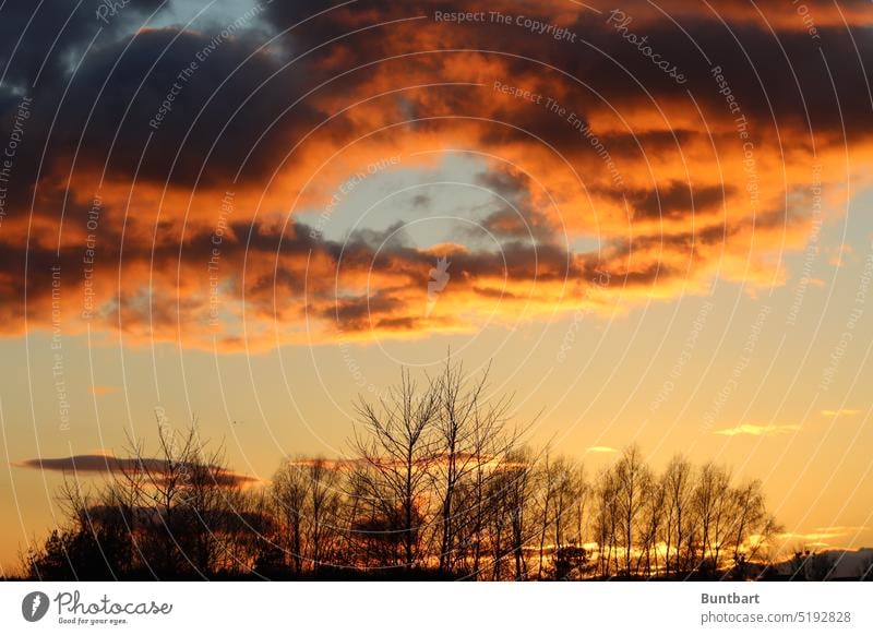 bombastic circle of clouds over group of trees in evening glow sunset Sunset Sky Evening Clouds Colour photo Landscape Beautiful weather Environment Light