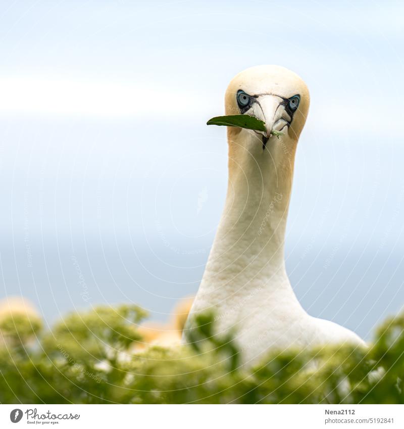 gannet Northern gannet Bird Animal Exterior shot Nature Animal portrait Helgoland Environment North Sea Wild animal Island White Looking into the camera