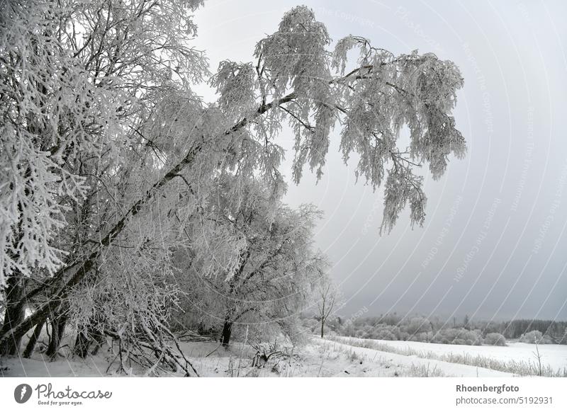 A crooked snow covered tree on a gloomy winter day Tree snow-covered Winter Snow Cold Winter mood White Nature Winter's day Landscape Deserted snowy Freeze