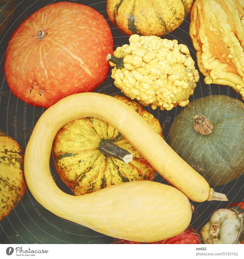 Sausages Pumpkin plants Autumn ornamental Food Yellow Colour photo Autumnal Vegetable Ornamental pumpkins Thanksgiving Ornamental plant Exterior shot Many