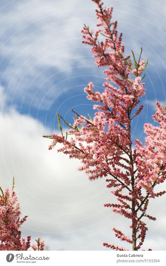 Branch with pink wild flowers contrast with the blue sky. contrasting colors Contrast branch wind movement Nature Tree Plant Exterior shot