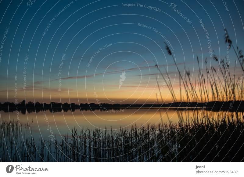 Idyllic sunset Lake Lakeside Sunset Water Surface of water Calm Moody Summer Summer solstice Peaceful Nature Landscape Reflection Water reflection Sky Horizon