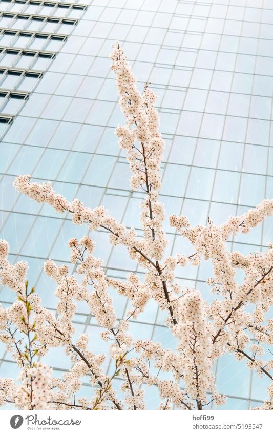 Cherry blossom in front of glass facade of high-rise building Spring fever Bud Blossoming Nature petals Spring colours Modern architecture Blue sky blossoms