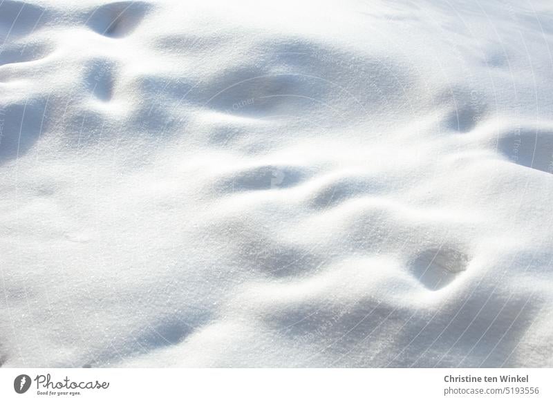 blanket of snow snowy winter snow-covered chill Environment Weather Winter's day Nature Winter mood Snow layer Cold White Background picture