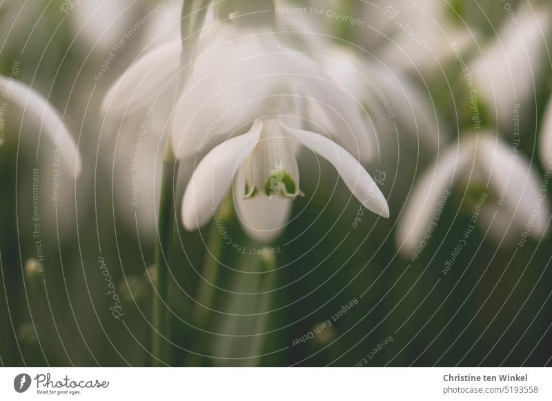 snowdrops Snowdrop Galanthus nivalis Snowdrop Flower Amaryllis plant herald of spring Shallow depth of field blurriness Spring flowering plant garden flower