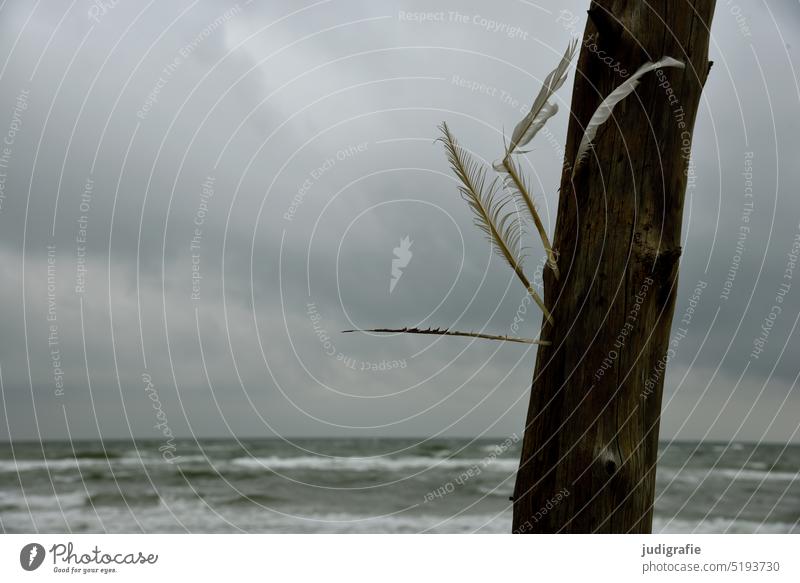 western beach Western Beach coast Baltic Sea Darss Fischland-Darss-Zingst National Park Tree Nature Ocean Log National Park Vorpommersche Boddenlandschaft trees