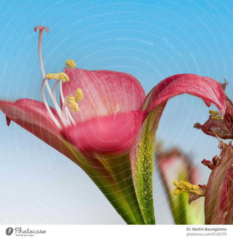 Hippeastrum vittatum (L'Hér.) Herb. from northern Argentina (Misiones), inflorescence, "Amaryllis". Blossom blossom winter flowering plants from Argentina