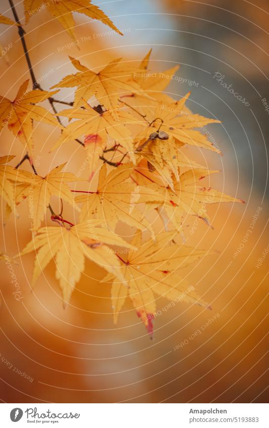 Yellow autumn maple leaves Autumn Autumn leaves Autumnal Autumnal colours Early fall autumn mood autumn colours Seasons foliage Nature Autumn Season