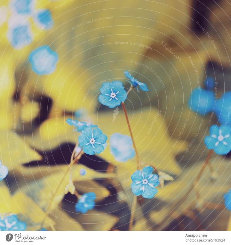 Blue flowers - flowers with green blurred leaves in background Flower Blossom Plant Leaf Blossoming Spring Summer Close-up Garden pretty Park Growth blurriness