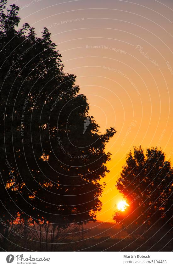 Sunset. The sun shines between the trees in the golden light. Autumn mood. Landscape autumn foliage meadow shadow nature park flora vacation picturesque grass