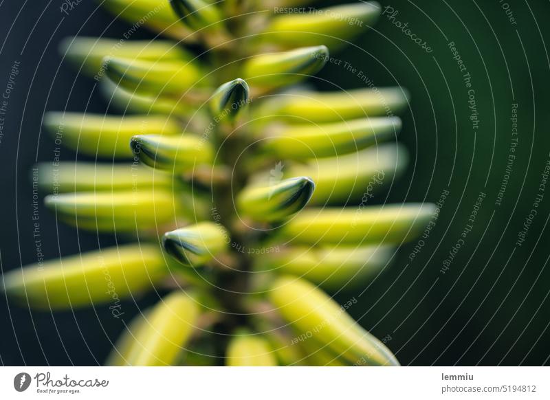 Macro shot with shallow depth of field Cactus cacti Yellow macro Botany naturally Detail Plant Green Close-up succulent