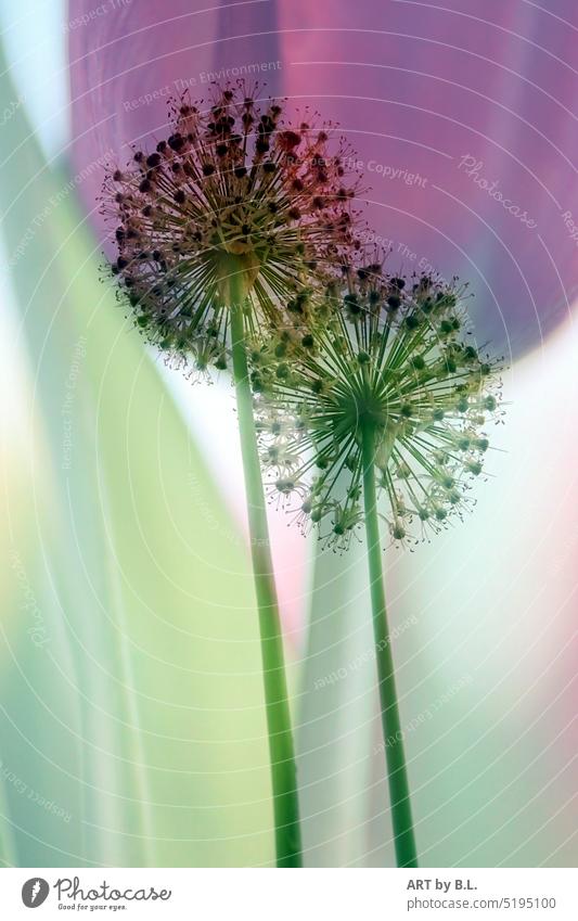 LOVED ornamental garlic Tulip Spring flowers Double exposure alllium two duo proximity Sámen Nature