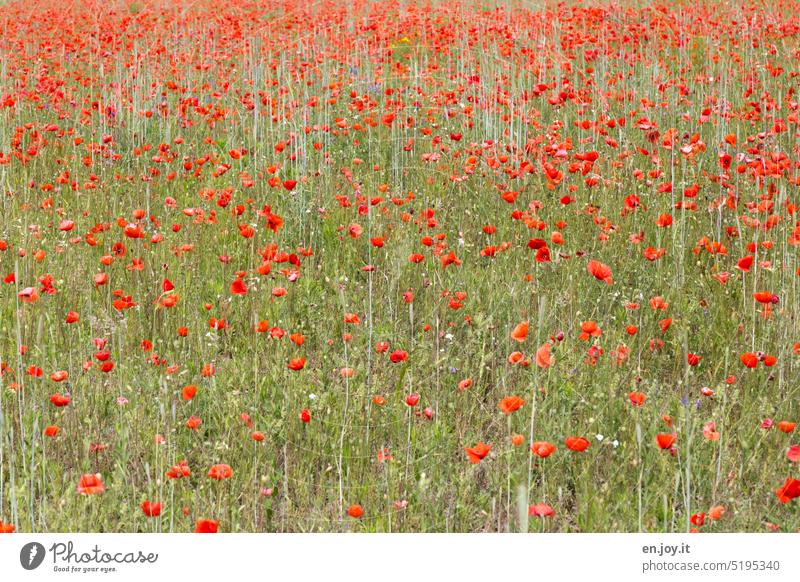 Poppies in a poppy field Poppy poppies Poppy Field Meadow flowers Flower meadow Flowers and buds Red Summer Corn poppy Blossom Poppy blossom Blossoming