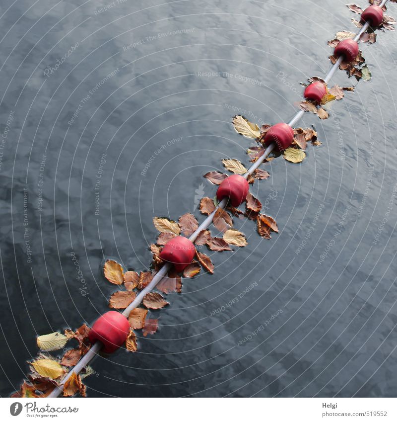 autumnal Environment Nature Water Autumn Beautiful weather Leaf Lake Barrier Plastic String Touch Lie Swimming & Bathing To dry up Esthetic Authentic