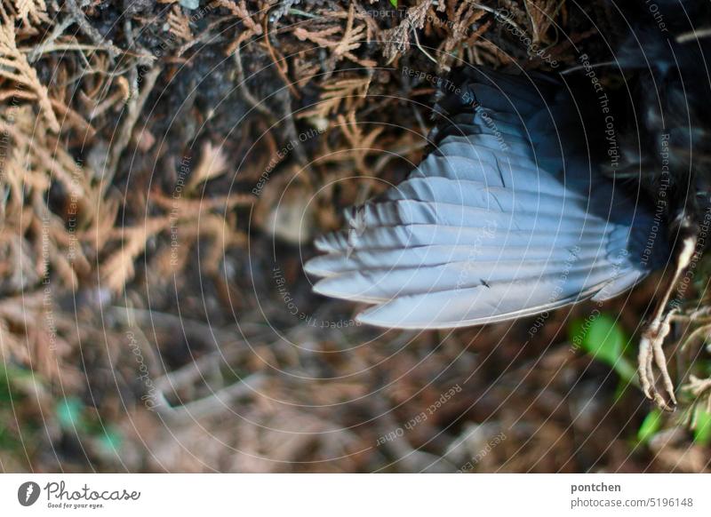 the wing and leg of a dead blackbird. bird Blackbird Grand piano feathers dead bird Lie deceased Animal portrait Wild animal Exterior shot Close-up