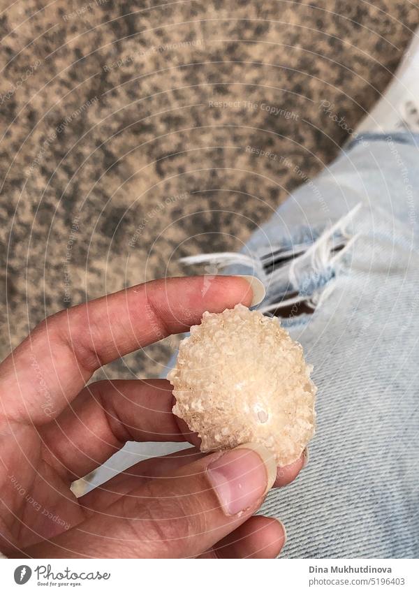 woman holding a seashell in her hand. Shell with jeans as background. Summer on the beach. clothing mollusk ocean denim water closeup aquatic modern decoration